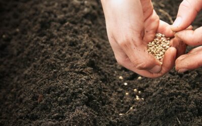 Planting the Seeds of Leadership